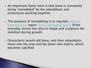  An important factor here is that bone is constantly
being “remodeled” by the osteoblasts and
osteoclasts working together.
 The purpose of remodeling is to regulate calcium
homeostasis, repair micro-damaged bones (from
everyday stress) but also to shape and sculpture the
skeleton during growth.
 Osteoclasts resorb old bone, and then osteoblasts
move into the area and lay down new matrix, which
becomes calcified.
 