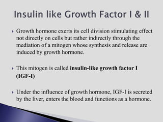  Growth hormone exerts its cell division stimulating effect
not directly on cells but rather indirectly through the
mediation of a mitogen whose synthesis and release are
induced by growth hormone.
 This mitogen is called insulin-like growth factor I
(IGF-I)
 Under the influence of growth hormone, IGF-I is secreted
by the liver, enters the blood and functions as a hormone.
 
