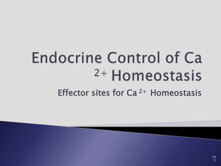 Effector sites for Ca 2+ Homeostasis
19
7
 