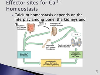  Calcium homeostasis depends on the
interplay among bone, the kidneys and
gastrointestinal tract.
20
2
 
