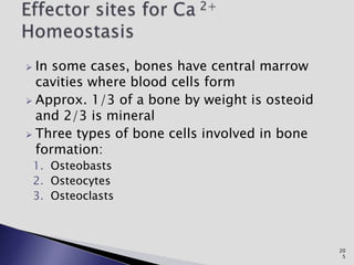  In some cases, bones have central marrow
cavities where blood cells form
 Approx. 1/3 of a bone by weight is osteoid
and 2/3 is mineral
 Three types of bone cells involved in bone
formation:
1. Osteobasts
2. Osteocytes
3. Osteoclasts
20
5
 