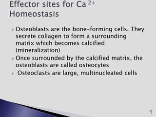  Osteoblasts are the bone-forming cells. They
secrete collagen to form a surrounding
matrix which becomes calcified
(mineralization)
 Once surrounded by the calcified matrix, the
osteoblasts are called osteocytes
 Osteoclasts are large, multinucleated cells
20
7
 