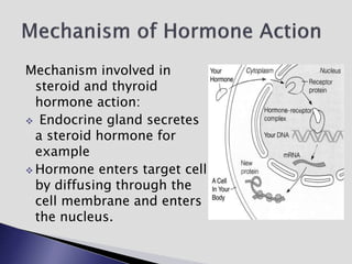 Mechanism involved in
steroid and thyroid
hormone action:
 Endocrine gland secretes
a steroid hormone for
example
 Hormone enters target cell
by diffusing through the
cell membrane and enters
the nucleus.
 