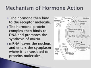 The hormone then bind
to the receptor molecule.
 The hormone-protein
complex then binds to
DNA and promotes the
synthesis of mRNA
 mRNA leaves the nucleus
and enters the cytoplasm
where it is translated to
proteins molecules.
 