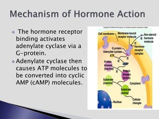  The hormone receptor
binding activates
adenylate cyclase via a
G-protein.
 Adenylate cyclase then
causes ATP molecules to
be converted into cyclic
AMP (cAMP) molecules.
 