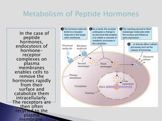 In the case of
peptide
hormones,
endocytosis of
hormone-
receptor
complexes on
plasma
membranes
enables cells to
remove the
hormones rapidly
from their
surface and
catabolize them
intracellularly.
The receptors are
then often
recycled to the
plasma
membrane.
Metabolism of Peptide Hormones
 