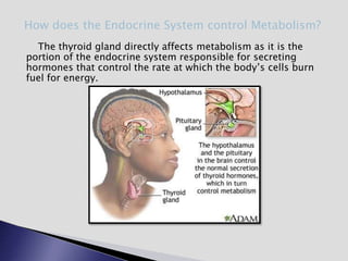 The thyroid gland directly affects metabolism as it is the
portion of the endocrine system responsible for secreting
hormones that control the rate at which the body’s cells burn
fuel for energy.
How does the Endocrine System control Metabolism?
 