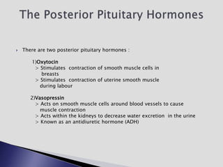  There are two posterior pituitary hormones :
1)Oxytocin
> Stimulates contraction of smooth muscle cells in
breasts
> Stimulates contraction of uterine smooth muscle
during labour
2)Vasopressin
> Acts on smooth muscle cells around blood vessels to cause
muscle contraction
> Acts within the kidneys to decrease water excretion in the urine
> Known as an antidiuretic hormone (ADH)
 