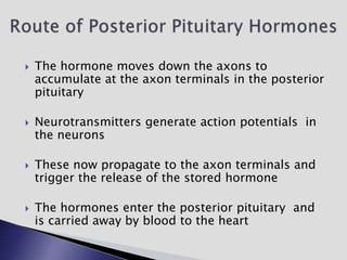  The hormone moves down the axons to
accumulate at the axon terminals in the posterior
pituitary
 Neurotransmitters generate action potentials in
the neurons
 These now propagate to the axon terminals and
trigger the release of the stored hormone
 The hormones enter the posterior pituitary and
is carried away by blood to the heart
 