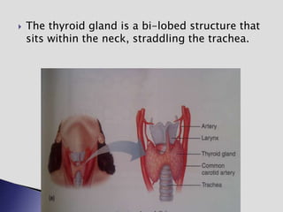  The thyroid gland is a bi-lobed structure that
sits within the neck, straddling the trachea.
 