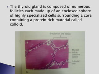  The thyroid gland is composed of numerous
follicles each made up of an enclosed sphere
of highly specialized cells surrounding a core
containing a protein rich material called
colloid.
 