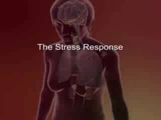  STRESS RESPONSE ANIMATION
 