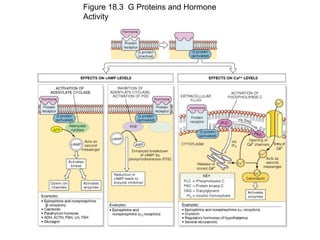 Figure 18.3 G Proteins and Hormone
Activity
 