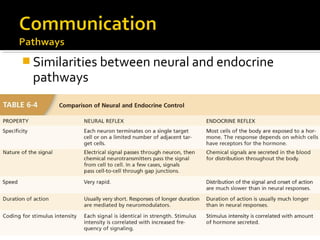  Similarities between neural and endocrine
pathways
 