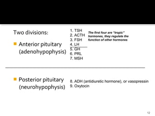 Two divisions:
 Anterior pituitary
(adenohypophysis)
 Posterior pituitary
(neurohypophysis)
12
Sits in hypophyseal fossa: depression in sella turcica of
sphenoid bone
Pituitary secretes 9 hormones
The Pituitary
1. TSH
2. ACTH
3. FSH
4. LH
5. GH
6. PRL
7. MSH
8. ADH (antidiuretic hormone), or vasopressin
9. Oxytocin
_________________________________________________________________
The first four are “tropic”
hormones, they regulate the
function of other hormones
________
 