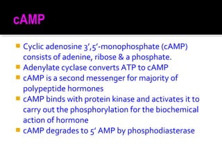  Cyclic adenosine 3’,5’-monophosphate (cAMP)
consists of adenine, ribose & a phosphate.
 Adenylate cyclase converts ATP to cAMP
 cAMP is a second messenger for majority of
polypeptide hormones
 cAMP binds with protein kinase and activates it to
carry out the phosphorylation for the biochemical
action of hormone
 cAMP degrades to 5’ AMP by phosphodiasterase
 