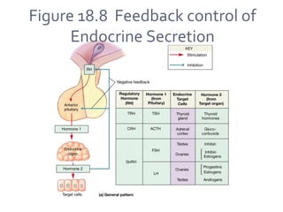 Figure 18.8 Feedback control of
Endocrine Secretion
 