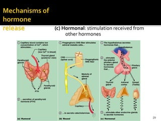 (a) Humoral: in response to changing levels of
ions or nutrients in the blood
(b) Neural: stimulation by nerves
(c) Hormonal: stimulation received from
other hormones
29
 
