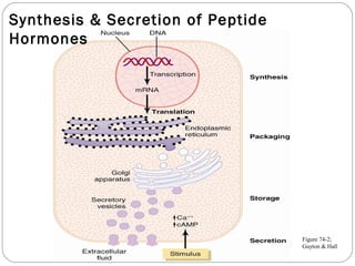 Synthesis & Secretion of Peptide
Hormones
Figure 74-2;
Guyton & Hall
 