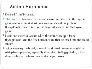 Amine Hormones
Derived from Tyrosine.
The thyroid hormones are synthesized and stored in the thyroid
gland and incorporated into macromolecules of the protein
thyroglobulin, which is stored in large follicles within the thyroid
gland.
Hormone secretion occurs when the amines are split from
thyroglobulin, and the free hormones are then released into the blood
stream.
 After entering the blood, most of the thyroid hormones combine
with plasma proteins, especially thyroxine-binding globulin, which
slowly releases the hormones to the target tissues.
 