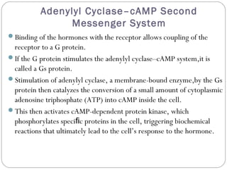 Adenylyl Cyclase–cAMP Second
Messenger System
Binding of the hormones with the receptor allows coupling of the
receptor to a G protein.
If the G protein stimulates the adenylyl cyclase–cAMP system,it is
called a Gs protein.
Stimulation of adenylyl cyclase, a membrane-bound enzyme,by the Gs
protein then catalyzes the conversion of a small amount of cytoplasmic
adenosine triphosphate (ATP) into cAMP inside the cell.
This then activates cAMP-dependent protein kinase, which
phosphorylates speci c proteins in the cell, triggering biochemicalﬁ
reactions that ultimately lead to the cell’s response to the hormone.
 
