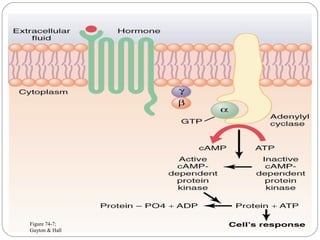 Figure 74-7;
Guyton & Hall
 