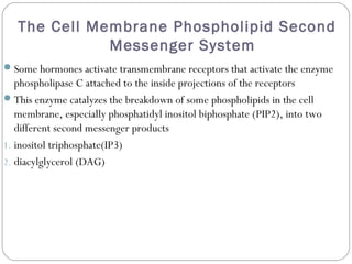 The Cell Membrane Phospholipid Second
Messenger System
Some hormones activate transmembrane receptors that activate the enzyme
phospholipase C attached to the inside projections of the receptors
This enzyme catalyzes the breakdown of some phospholipids in the cell
membrane, especially phosphatidyl inositol biphosphate (PIP2), into two
different second messenger products
1. inositol triphosphate(IP3)
2. diacylglycerol (DAG)
 