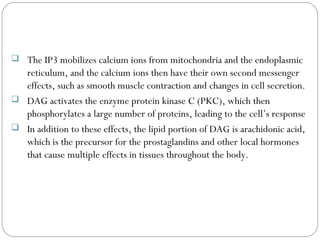 The IP3 mobilizes calcium ions from mitochondria and the endoplasmic
reticulum, and the calcium ions then have their own second messenger
effects, such as smooth muscle contraction and changes in cell secretion.
 DAG activates the enzyme protein kinase C (PKC), which then
phosphorylates a large number of proteins, leading to the cell’s response
 In addition to these effects, the lipid portion of DAG is arachidonic acid,
which is the precursor for the prostaglandins and other local hormones
that cause multiple effects in tissues throughout the body.
 