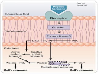 Figure 74-8;
Guyton & Hall
 