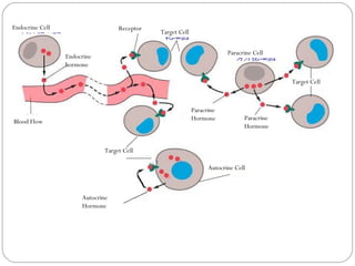 Endocrine Cell
Endocrine
hormone
Blood Flow
Target Cell
Target Cell
Paracrine
Hormone
Autocrine
Hormone
Paracrine Cell
Autocrine Cell
Target Cell
Paracrine
Hormone
Receptor
 
