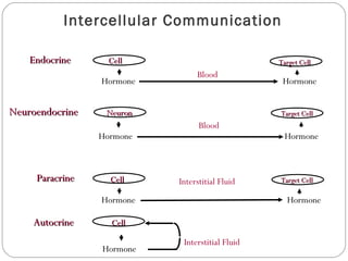 Intercellular Communication
CellCell Target CellTarget Cell
CellCell
CellCell Target CellTarget Cell
Target CellTarget CellNeuronNeuron
Hormone
Hormone
Hormone Hormone
Hormone
Hormone
Hormone
EndocrineEndocrine
ParacrineParacrine
AutocrineAutocrine
Blood
NeuroendocrineNeuroendocrine
Blood
Interstitial Fluid
Interstitial Fluid
 