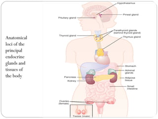 Anatomical
loci of the
principal
endocrine
glands and
tissues of
the body
 