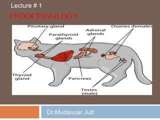 ENDOCRINOLOGY
Dr.Mudassar Jutt
Lecture # 1
 