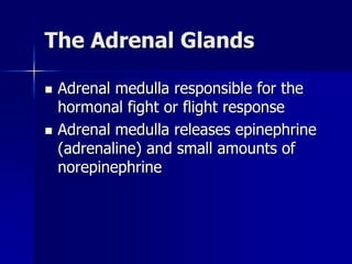 The Adrenal Glands
 Adrenal medulla responsible for the
hormonal fight or flight response
 Adrenal medulla releases epinephrine
(adrenaline) and small amounts of
norepinephrine
 