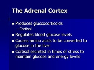 The Adrenal Cortex
 Produces gluccocorticoids
– Cortisol
 Regulates blood glucose levels
 Causes amino acids to be converted to
glucose in the liver
 Cortisol secreted in times of stress to
maintain glucose and energy levels
 