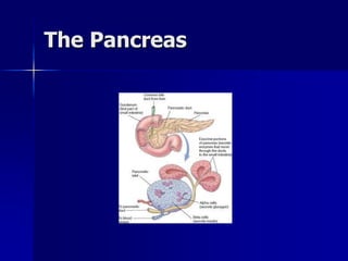 The Pancreas
 
