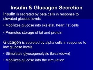 Insulin & Glucagon Secretion
Insulin is secreted by beta cells in response to
elevated glucose levels
• Mobilizes glucose into skeletal, heart, fat cells
• Promotes storage of fat and protein
Glucagon is secreted by alpha cells in response to
low glucose levels
• Stimulates glyocogenolysis (breakdown)
• Mobilizes glucose into the circulation
 