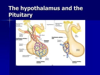 The hypothalamus and the
Pituitary
 