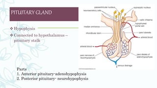 PITUITARY GLAND
 Hypophysis
 Connected to hypothalamus –
pituitary stalk
Parts
1. Anterior pituitary-adenohypophysis
2. Posterior pituitary- neurohypophysis
 