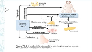 Anterior pituitary hormones
– 6 important hormones and other lesser important
ones
– Plays a major role in control of metabolic functions
throughout the body
 