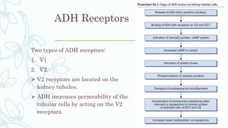 ADH Receptors
Two types of ADH receptors:
1. V1
2. V2.
 V2 receptors are located on the
kidney tubules.
 ADH increases permeability of the
tubular cells by acting on the V2
receptors.
 