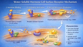 endocrinology . mechanism of hormone action cheshtha.pptx