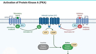 endocrinology . mechanism of hormone action cheshtha.pptx