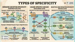 endocrinology . mechanism of hormone action cheshtha.pptx