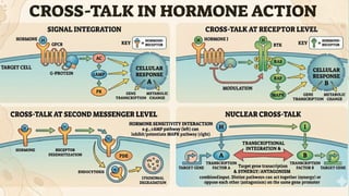 endocrinology . mechanism of hormone action cheshtha.pptx