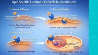 endocrinology . mechanism of hormone action cheshtha.pptx