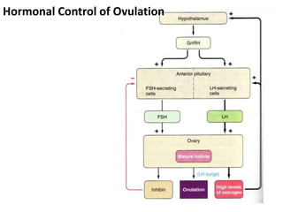 Hormonal Control Of Ovarian And Endometrial Cycles | PPTX