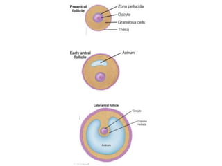 Hormonal Control Of Ovarian And Endometrial Cycles | PPTX