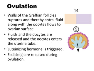 Hormonal Control Of Ovarian And Endometrial Cycles | PPTX