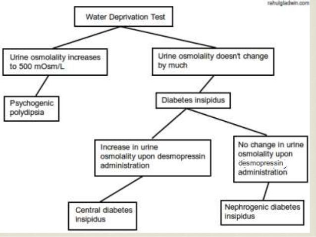 Diabetesinsipidus In Animals Endocrine System Merck Diabetesinsipidus In Animals Endocrine System Merck